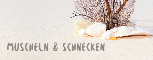 Muscheln & Schnecken